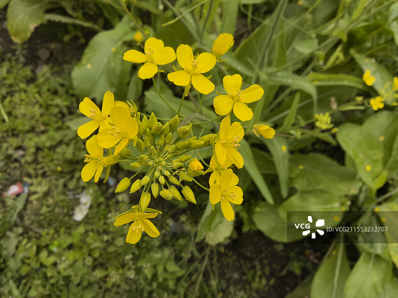二十四节气•惊蛰：油菜图片素材