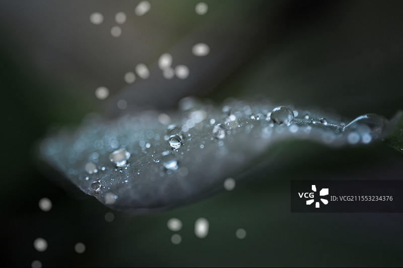 水珠 露水 背景图片素材