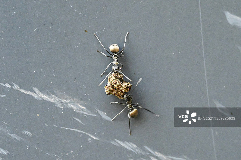 两只蚂蚁在搬家，搬运一块石头图片素材