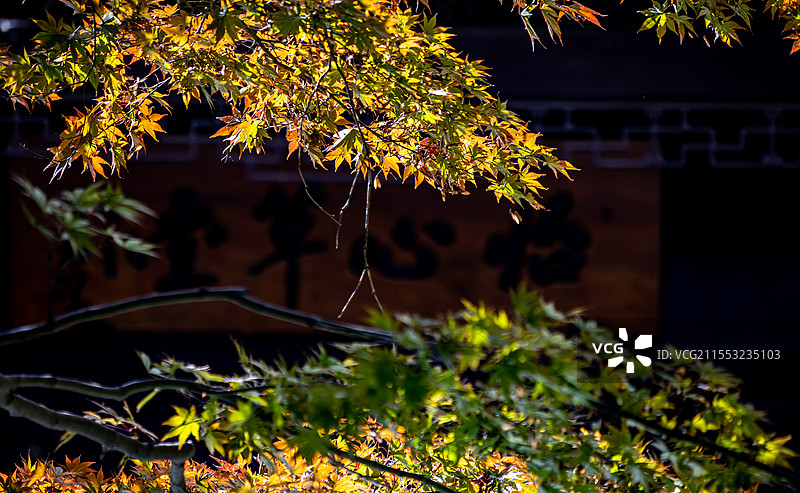 上海蓬莱公园秋色自然建筑景观图片素材