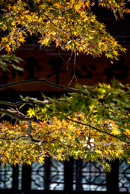 上海蓬莱公园秋色自然建筑景观图片素材