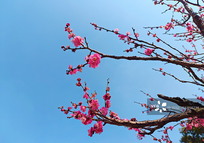 南京仙林羊山公园梅花图片素材