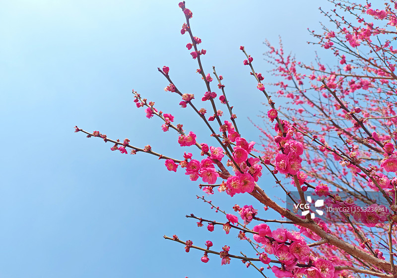 南京仙林羊山公园梅花图片素材