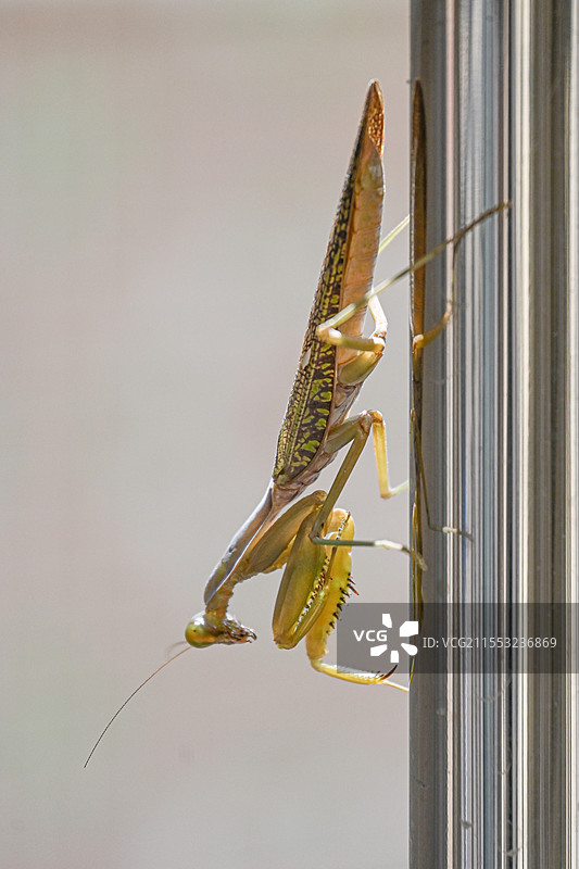 抓着不锈钢管的土黄色昆虫螳螂图片素材