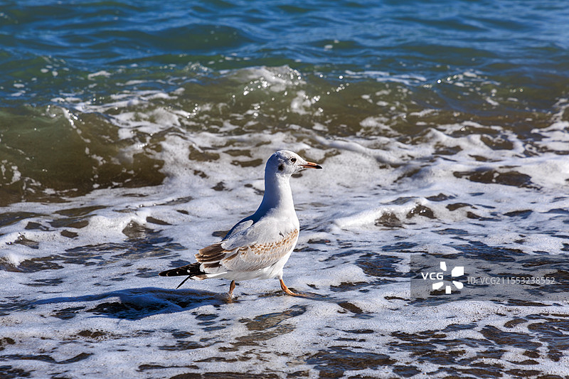 青海湖边在浪涛中行走的海鸥图片素材