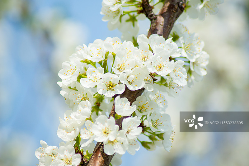 沈阳春季盛开的白色桃花花簇特写，春天自然风光，户外植物生态，春分清明，赏花踏春图片素材
