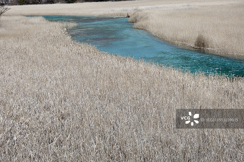 芦苇海图片素材