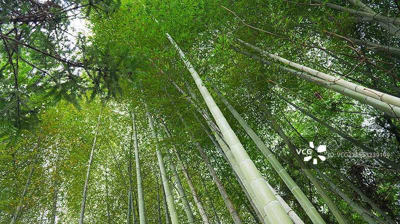 竹林竹海竹子图片素材