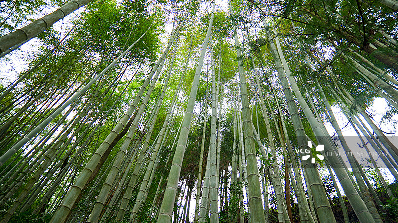 竹林竹海竹子图片素材