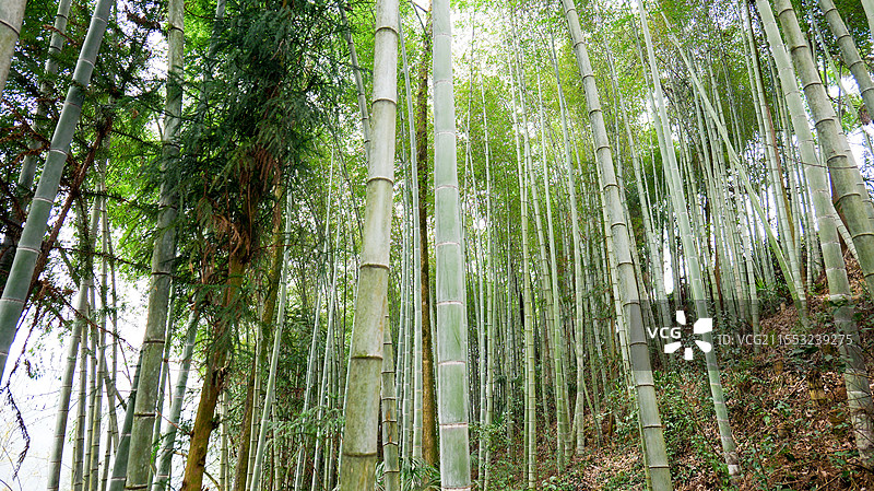 竹林竹海竹子图片素材
