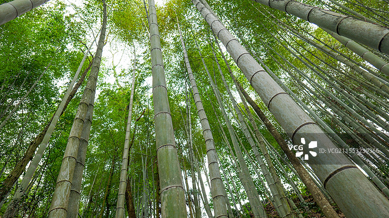 竹林竹海竹子图片素材