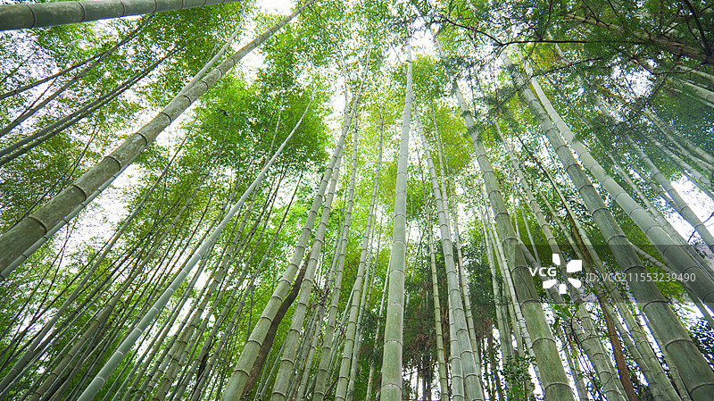 竹林竹海竹子图片素材