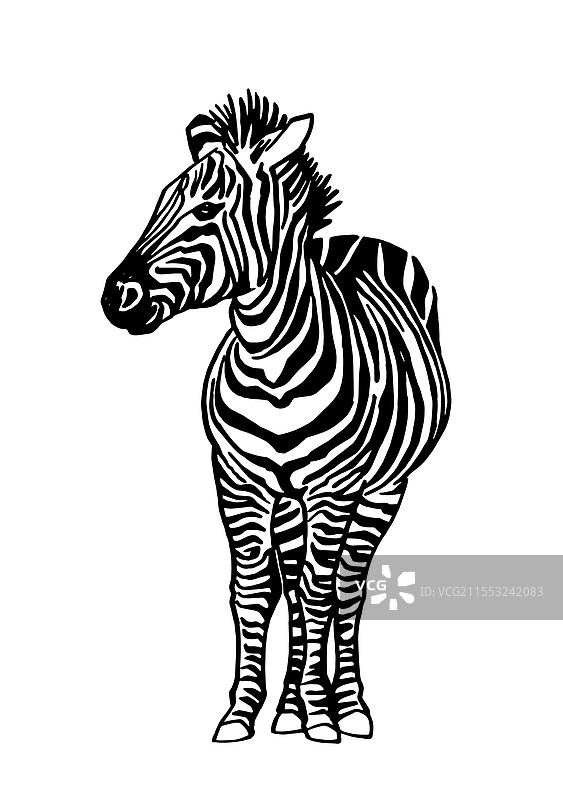 白色背景上的图形斑马图片素材