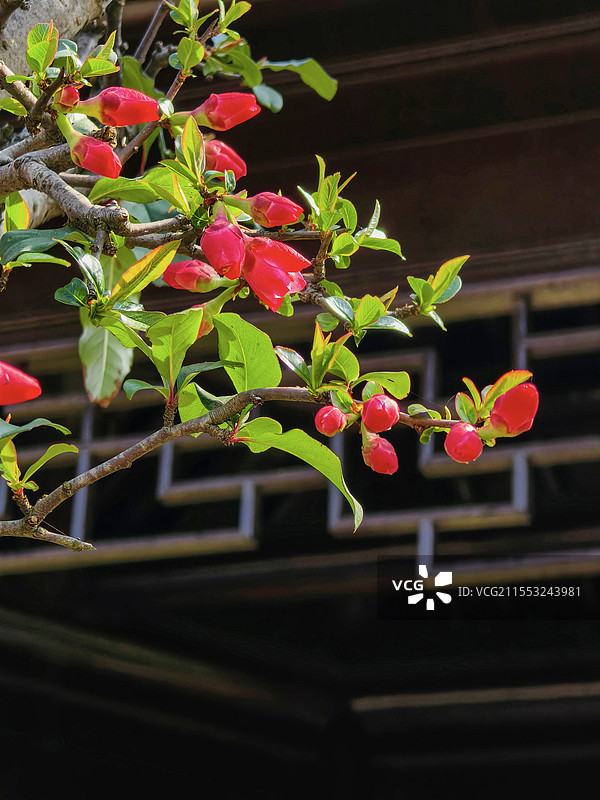 公园中的亭子与贴梗海棠花图片素材