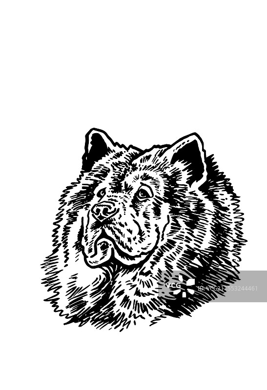 白色背景上的藏獒图形肖像图片素材