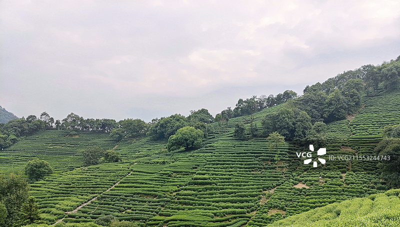杭州龙井村的龙井茶山图片素材