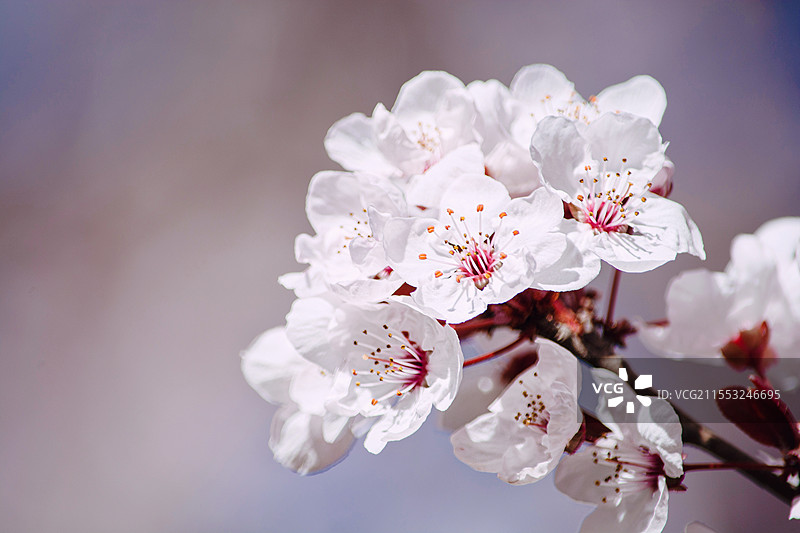 紫叶李花图片素材