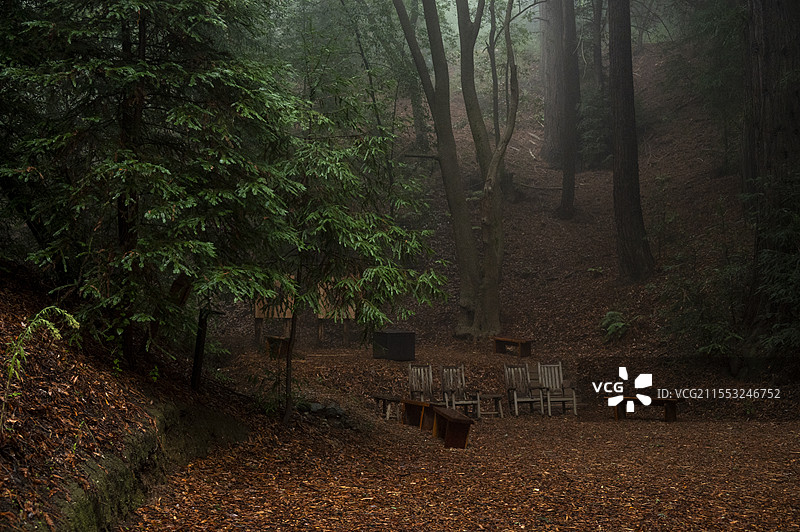 加州红杉林清晨的迷雾图片素材