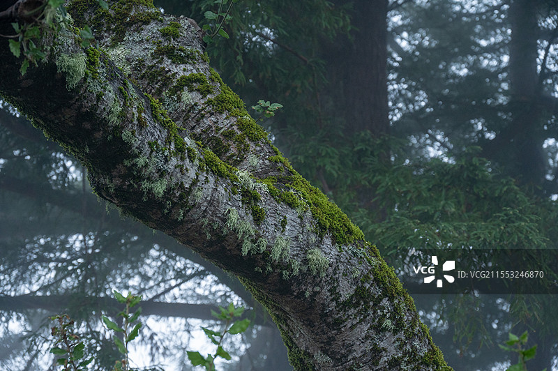 加州红杉林清晨的迷雾图片素材