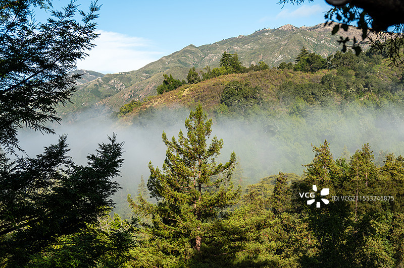 雨后初晴的加州红杉林图片素材