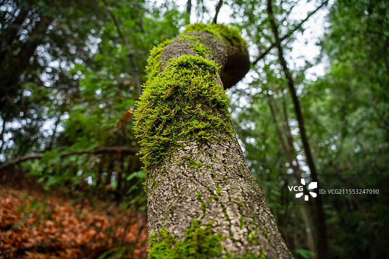 加州红杉林中的苔藓图片素材