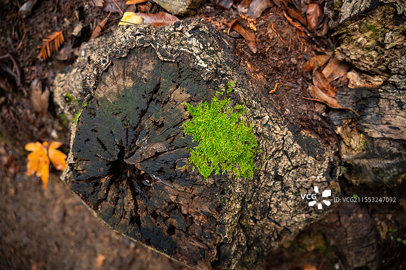 加州红杉林中的苔藓图片素材