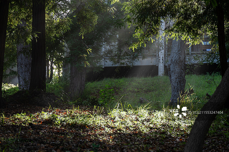 加州红杉林的丁达尔现象图片素材