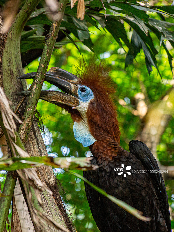 寻找食物的蓝喉皱盔犀鸟图片素材