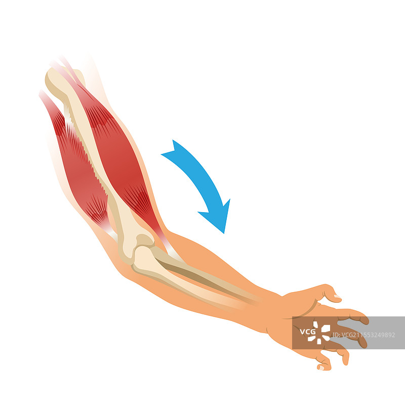 手臂肌肉二头肌与骨骼肌张力图片素材