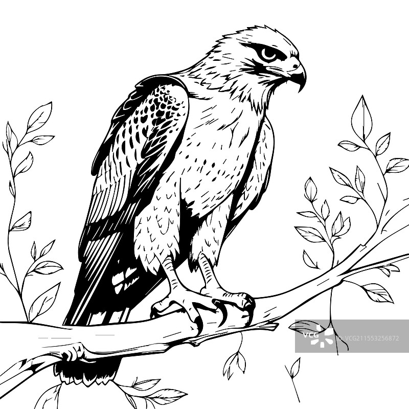鹰的涂色页设计图片素材