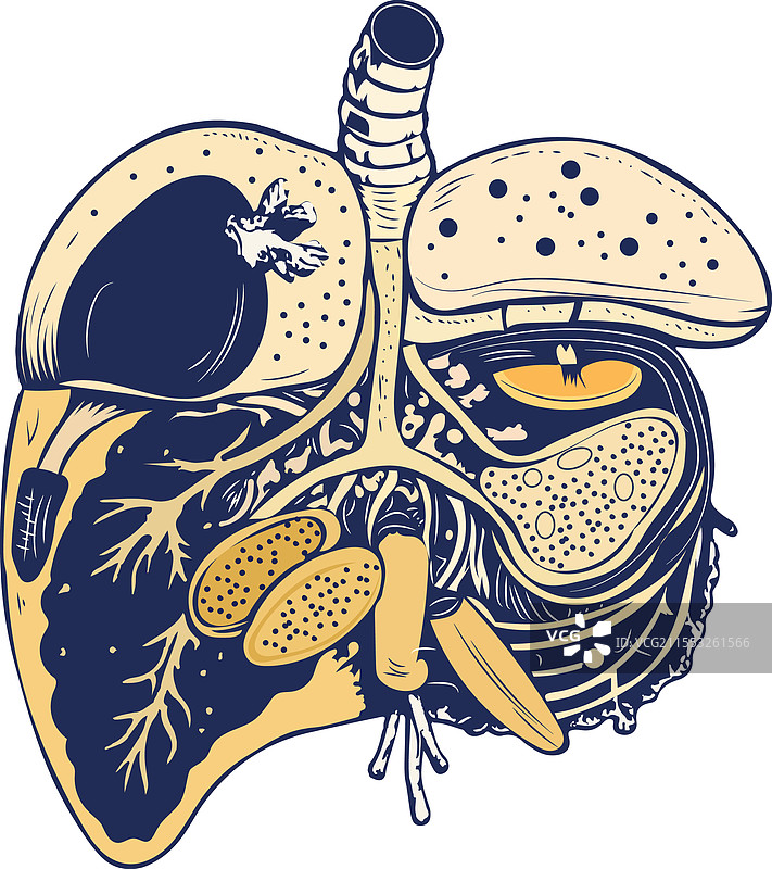 复古风格的脾脏功能图片素材