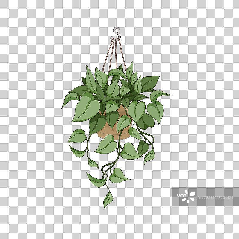 一盆吊篮绿萝绿色植物免抠元素图片素材