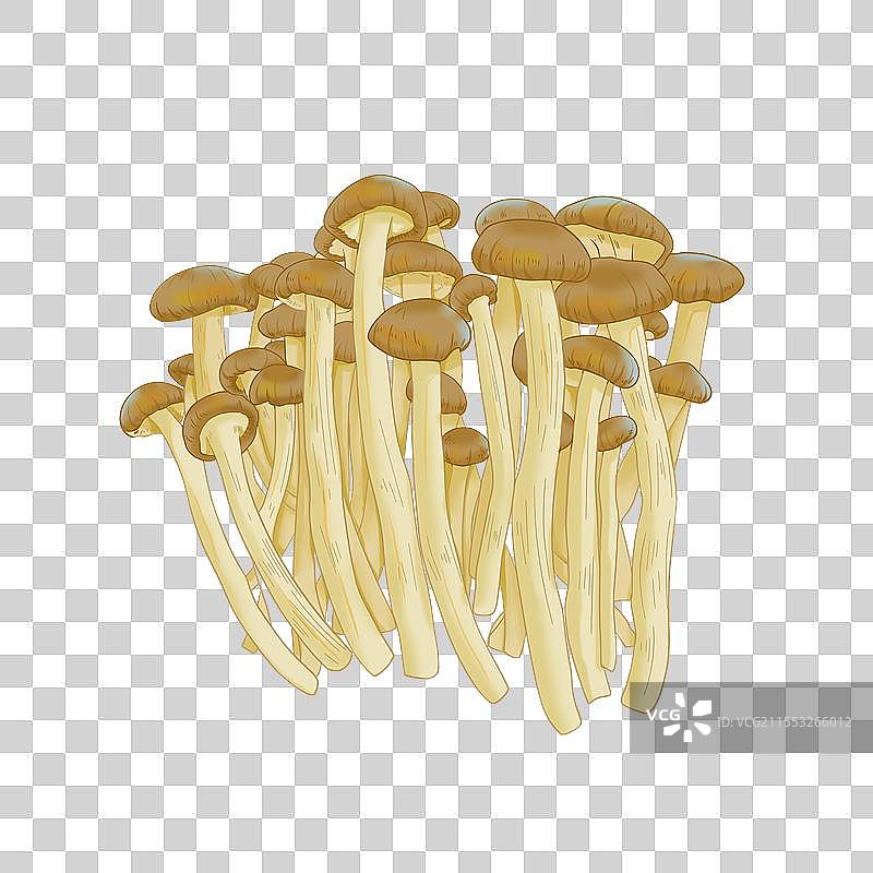 茶树菇插画图片素材