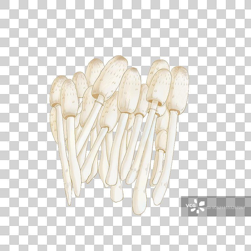 鸡腿菇手绘插画图片素材