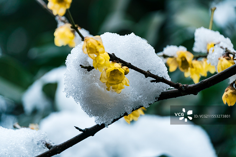 腊梅、雪中腊梅、凌寒盛开图片素材