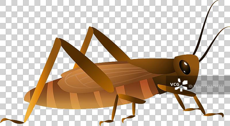 蟋蟀插画元素图片素材