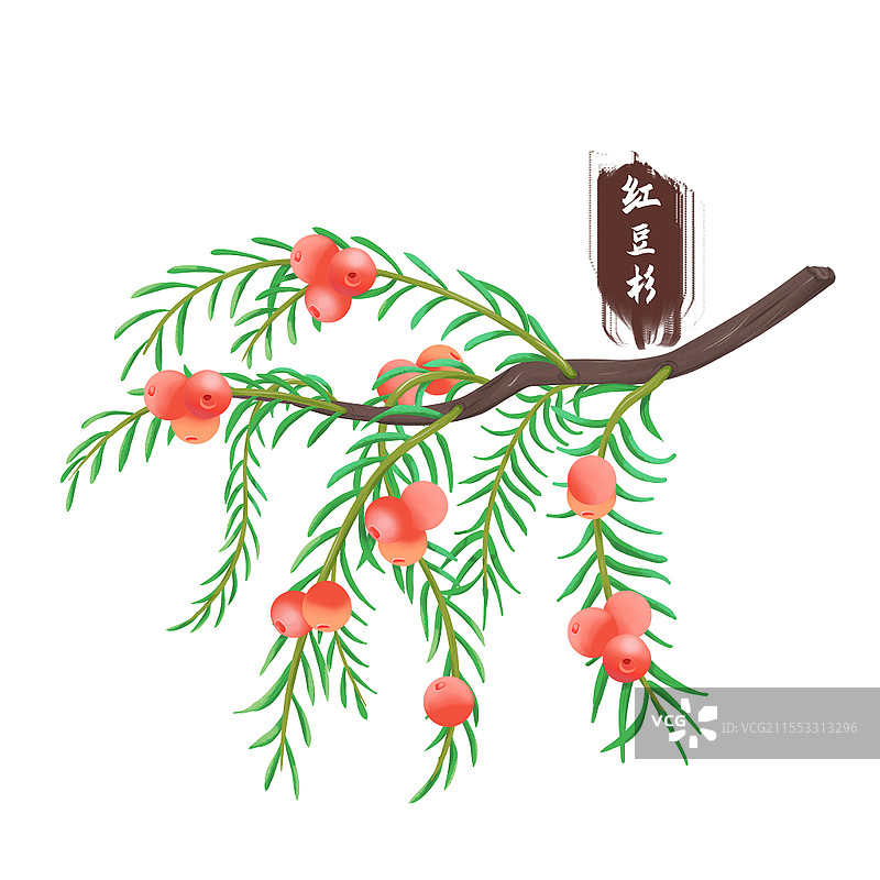 手绘中药红豆杉中医药材元素采药元素图片素材
