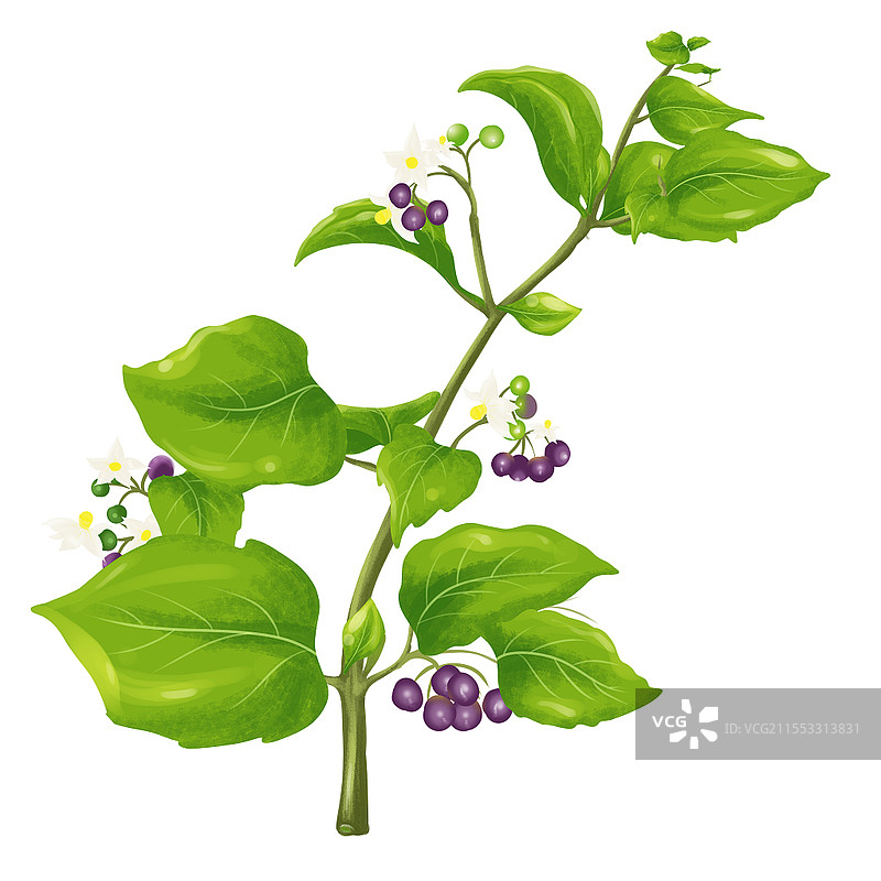 手绘中药龙葵医药材料元素龙葵果花采药元素图片素材