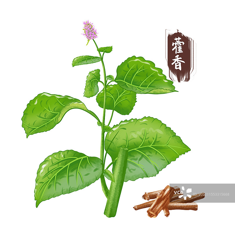 手绘藿香中医药材干草药元素材料采药元素图片素材