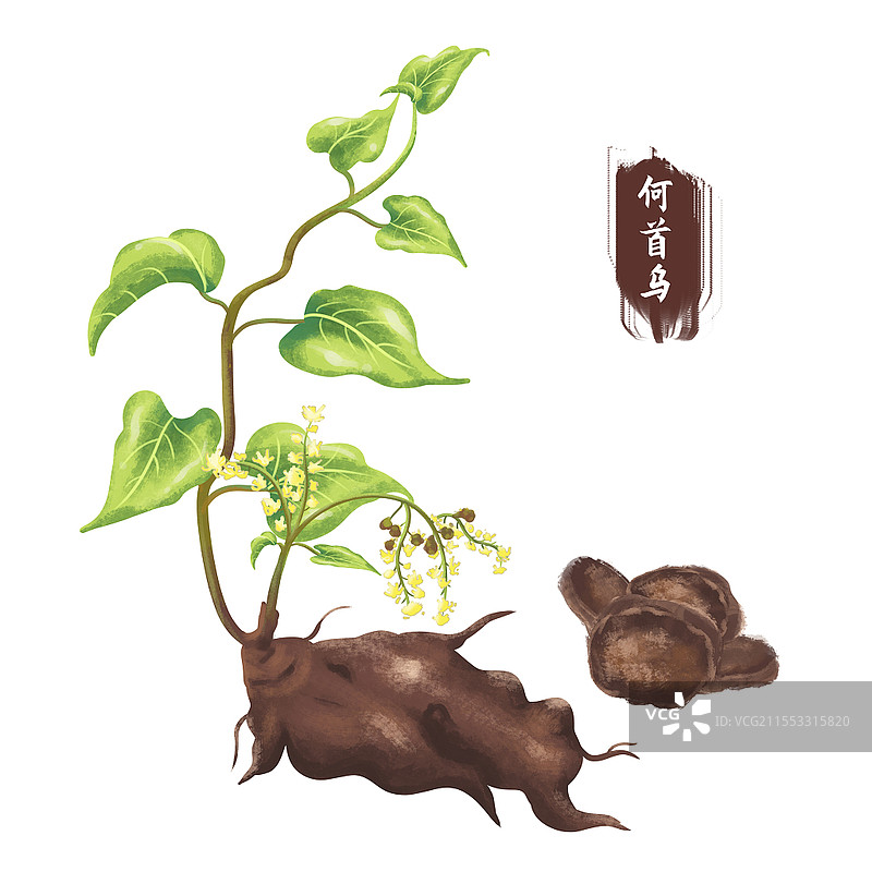 何首乌中医药材元素手绘风格采药元素图片素材