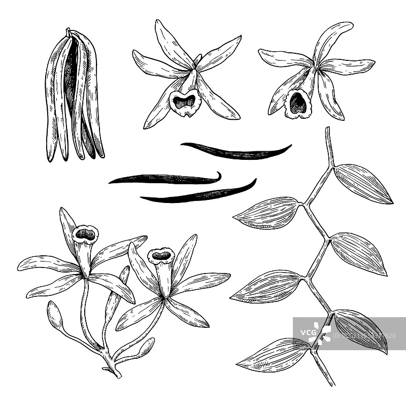 一组香草兰花、花茎和叶子图片素材