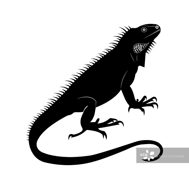 黄鼠狼 Nejal Selotte 1图片素材