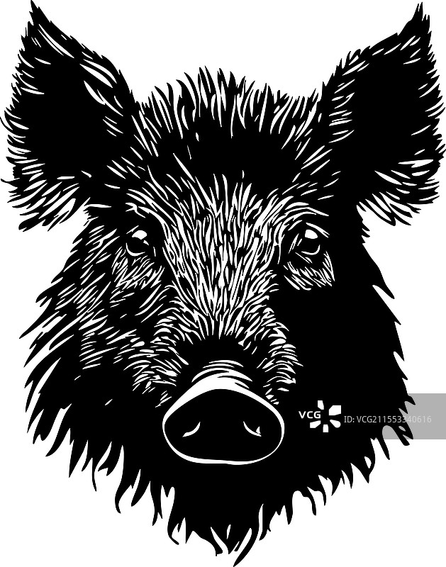 一幅详细的黑白野猪头部图像图片素材