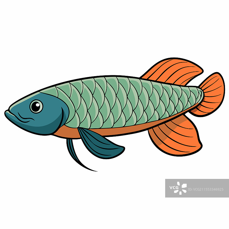 孤立的龙鱼平放在白色背景上图片素材