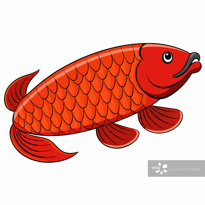 孤立在白色背景上的龙鱼图片素材