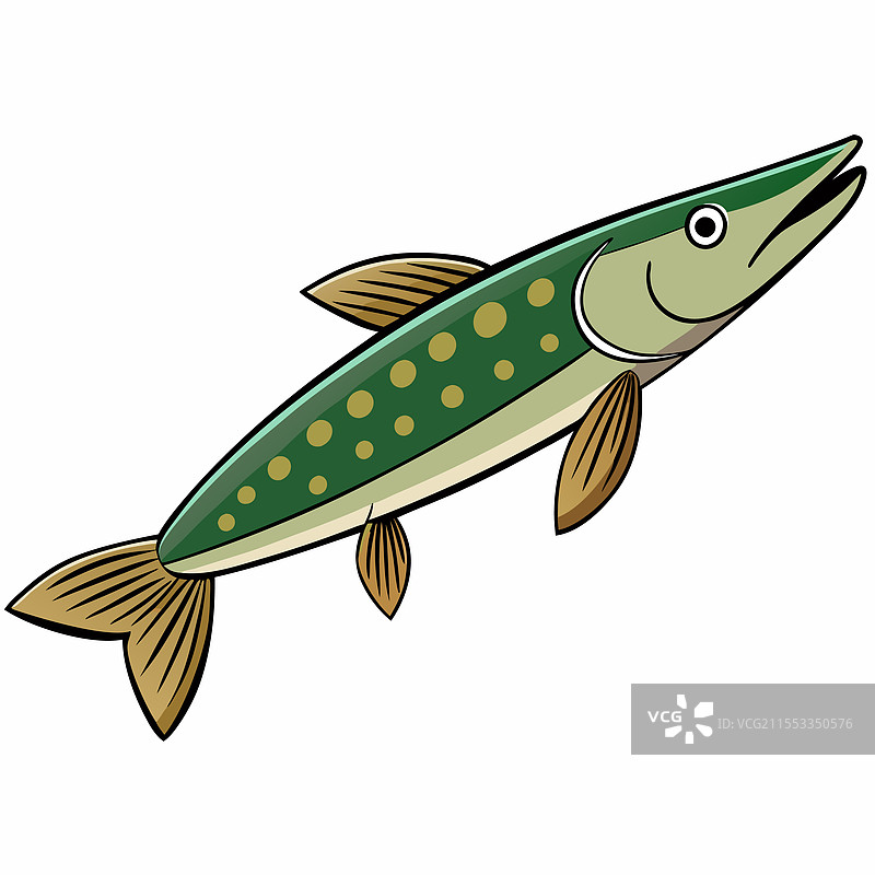 孤立的长吻鱼平放在白色背景上图片素材