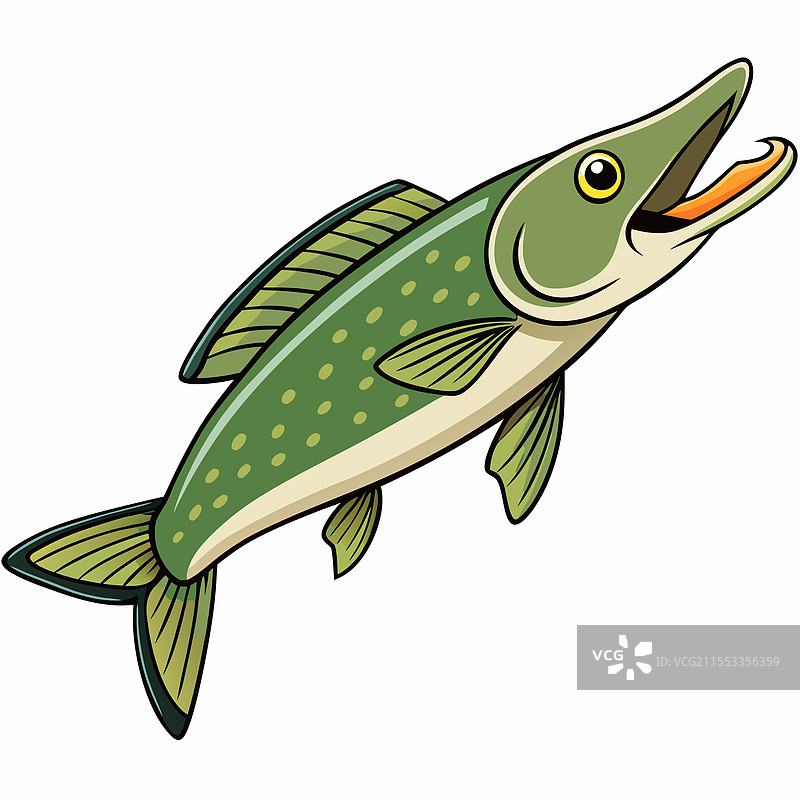 白色背景上孤立的梭鱼图片素材