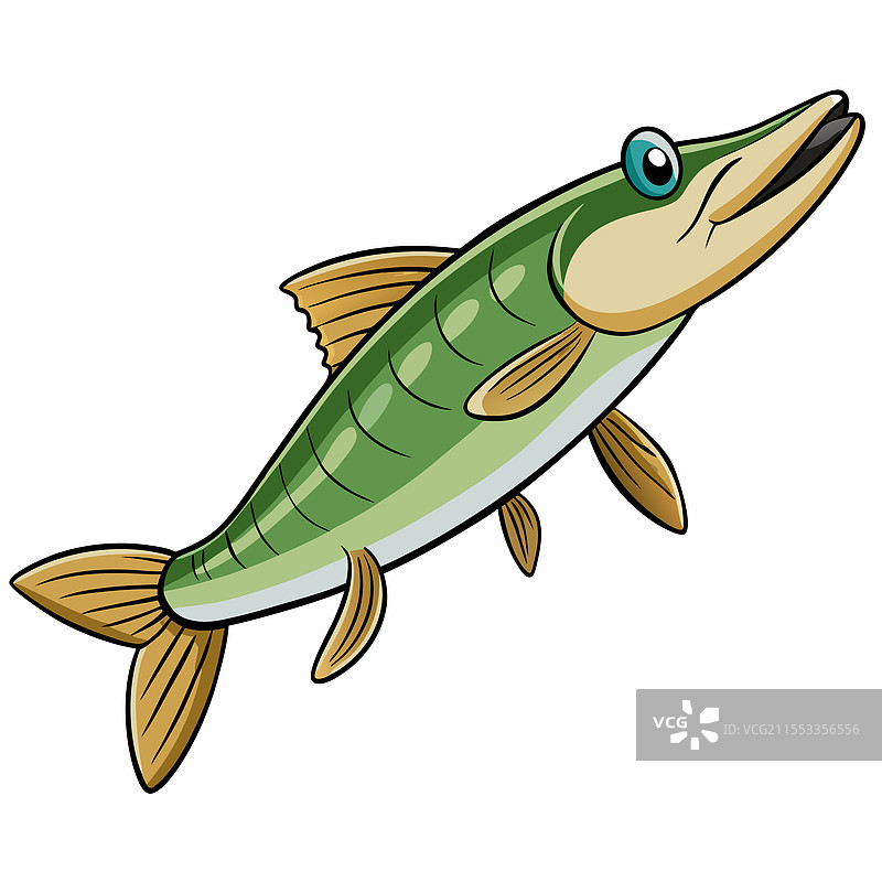 白色背景上孤立的梭鱼图片素材