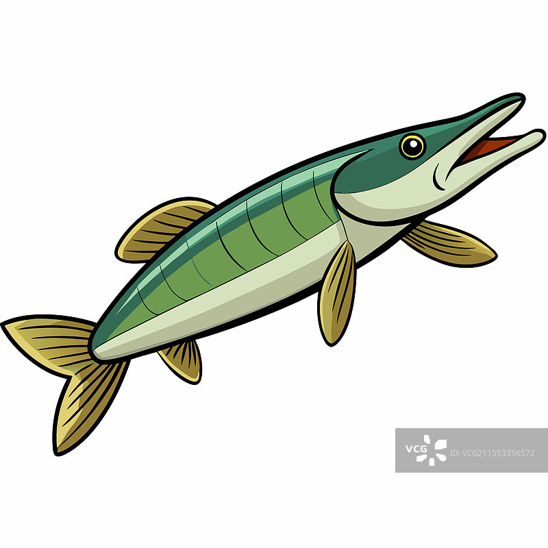 白色背景上孤立的梭鱼图片素材