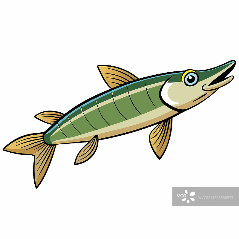 白色背景上孤立的梭鱼图片素材